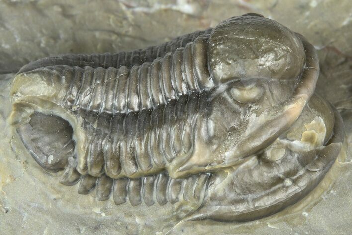 Inflated Proetid Trilobites - Jorf, Morocco #362853